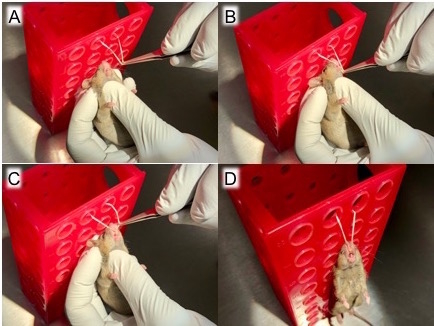 Mouse restraint method, handheld device in use; step-by-step demonstration in experiment setup.