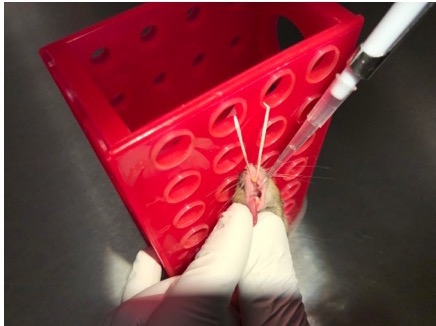 Mouse dissection for experimental analysis, showcasing tissue extraction via pipette and forceps.