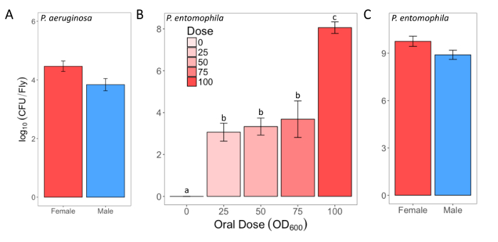 Bacterial load comparison in Drosophila; bar charts for P. aeruginosa, P. entomophila, dosage effects.
