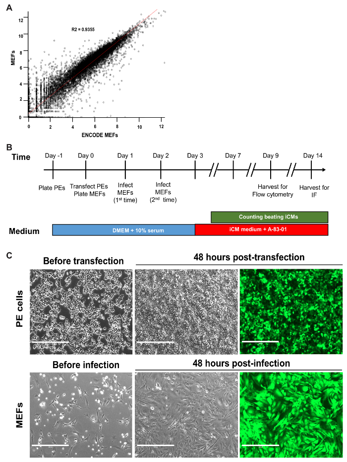 Suppression of Pro-fibrotic Signaling Potentiates Factor-mediated ...
