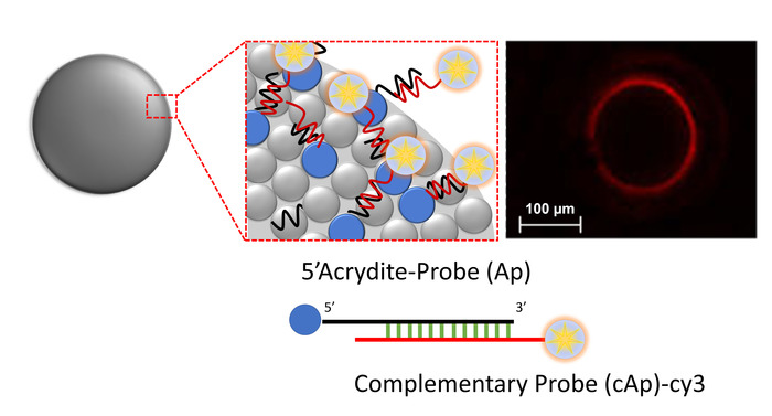 DNA hybridization method diagram with complementary probe binding on spherical particle surface.