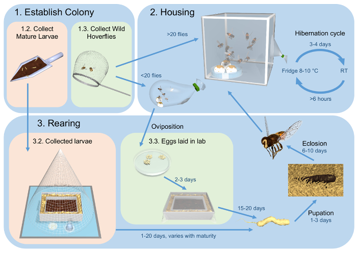 figure-results-1 Hoverfly life cycle diagram with colony establishment, housing, rearing, oviposition, and pupation.