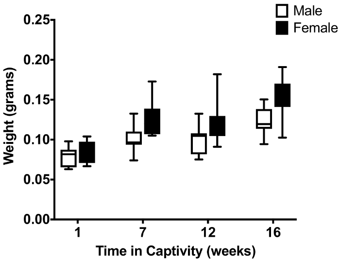 figure-results-4 Weight comparison over time, box plot; male vs female; captivity growth study; data analysis.