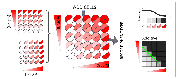 figure-results-1 Drug interaction diagram with phenotype recording for additive effect analysis, using cell assay.