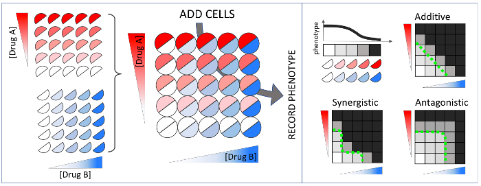 figure-results-2 Drug interaction matrix analysis diagram; shows synergy, additivity, antagonism in cell responses.