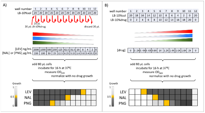 figure-results-7 Microdilution method diagram showing drug concentration gradient and bacterial growth measurement.