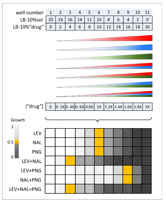 figure-results-8 Antibiotic gradient effects on bacterial growth; diagram shows concentration data and growth matrix.