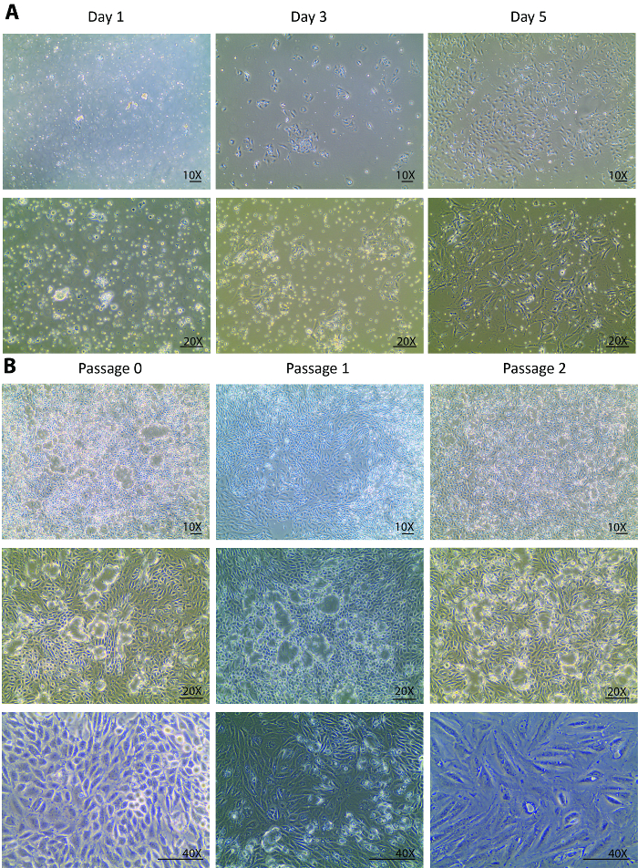 figure-results-1 Cell culture phases; microscopy images; cell growth over time; different passages; magnification levels.