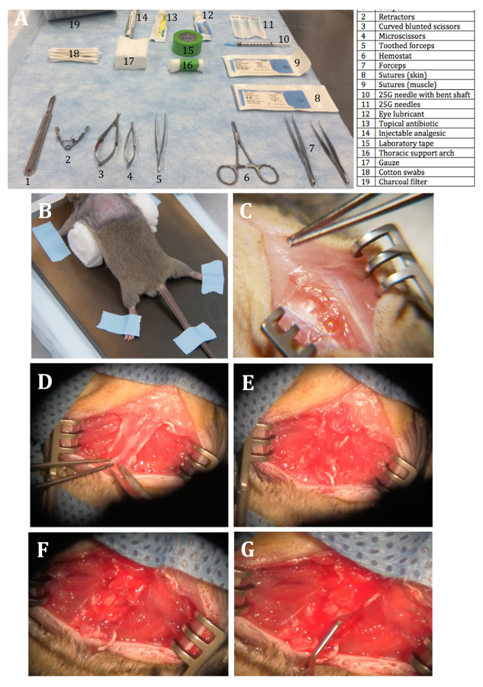 Surgical procedure setup and steps; detailed rat surgery; includes tools, surgical stages, and techniques.