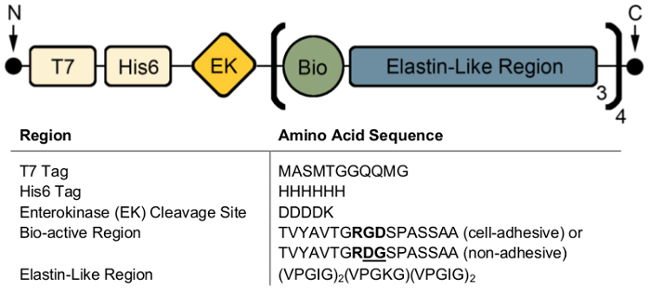 Protein sequence diagram with T7, His6 tags; bioactive elastin-like region; amino acid sequence.