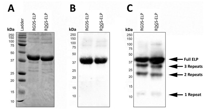 SDS-PAGE gel electrophoresis results for protein analysis, showing band pattern differences.