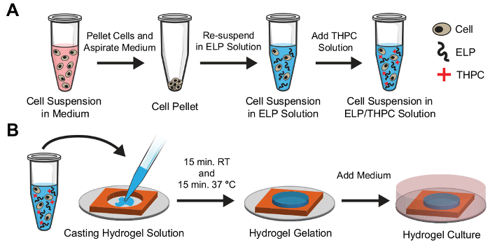 Cell encapsulation process, diagram: cell suspension, ELP/THPC mix, hydrogel casting and culture.