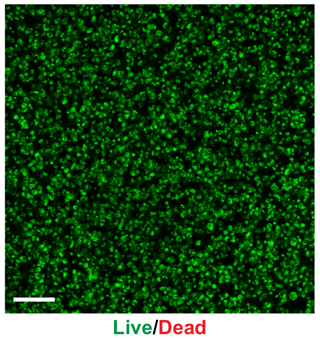 Live/Dead cell assay results; fluorescence microscopy image; green fluorescence indicates live cells.