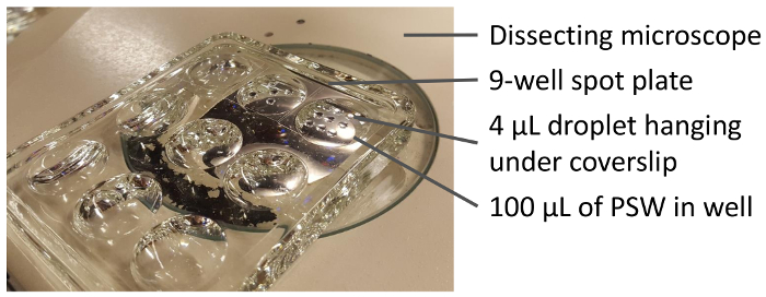 Configurazione del microscopio da dissezione, piastra spot a 9 pozzetti, analisi della reazione delle microgocce, studio ottico.