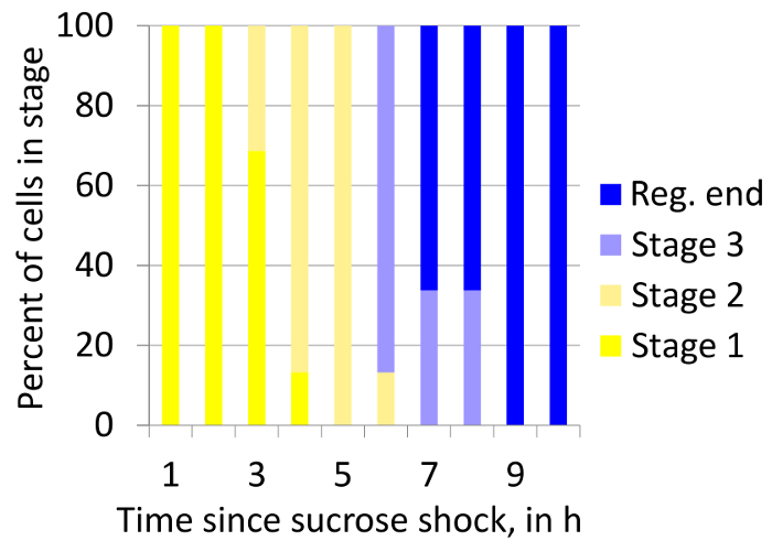 Grafico a barre di distribuzione degli stadi delle celle, tempo dopo lo shock da saccarosio, che mostra quattro stadi nell'arco di 9 ore.