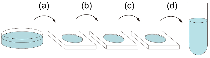 figure-results-1 Cell culture to liquid suspension diagram; shows petri dish to slide transfer process.