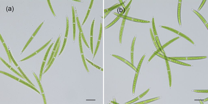 figure-results-2 Green algae classification, microscope image. Comparative study of species morphology. Biology research.