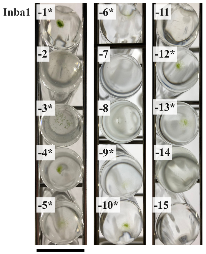 figure-results-3 Plant growth observation in petri dishes; experimental diagram; biological research setup.