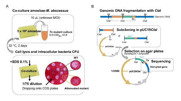 figure-results-1 Co-culture and genomic DNA fragmentation diagram; amoebae, M. abscessus, and gene sequencing process.