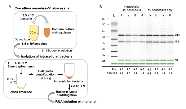 figure-results-2 Co-culture isolation diagram, RNA extraction method; gel electrophoresis results, 23S/16S rRNA analysis.