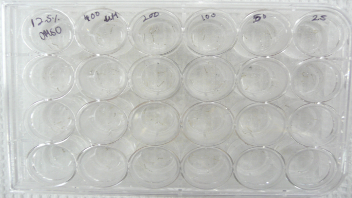 figure-results-1 96-well plate for cell culture analysis in biochemical experiment, dilution series, clear wells.