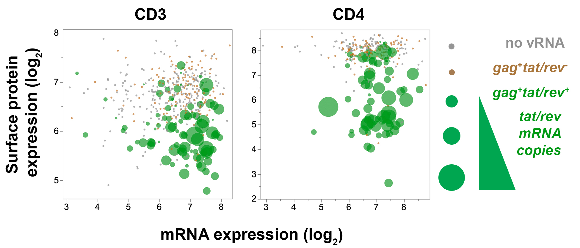 Single-cell Quantitation of mRNA and Surface Protein Expression in ...