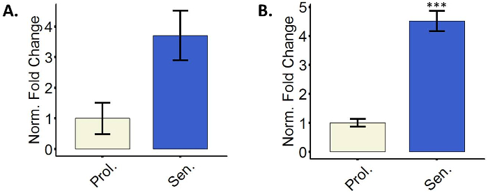 Bar graphs showing normalized fold change in proliferative vs senescent cells, statistical results.