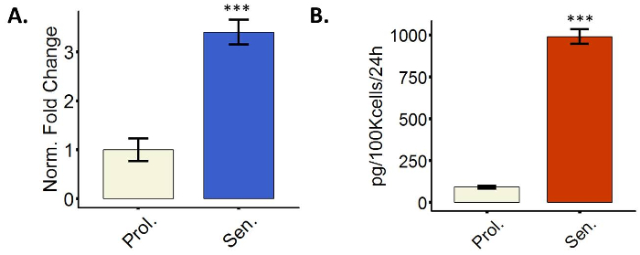 Cell response analysis; bar graphs show normalized fold change, cytokine levels in proliferative/senescent cells.