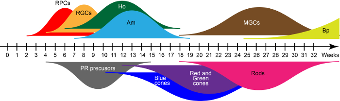 Retinal cell development timeline; diagram of cell differentiation over gestation weeks.