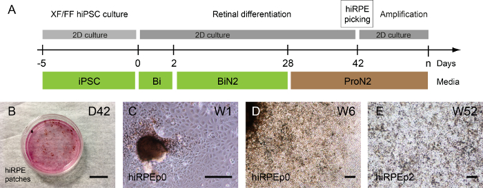 hiPSC culture timeline diagram; retinal differentiation, hiRPE patches; 2D culture process.