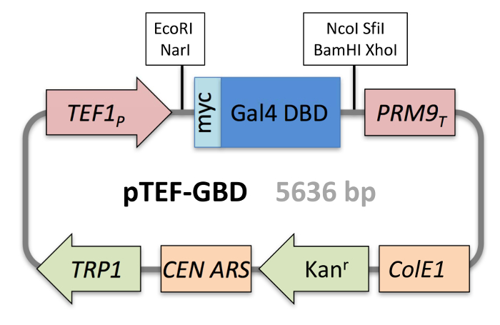 显示 TEF1、Gal4、PRM9、TRP1、CEN ARS、Kanr、ColE1 的质粒图谱；基因定位。
