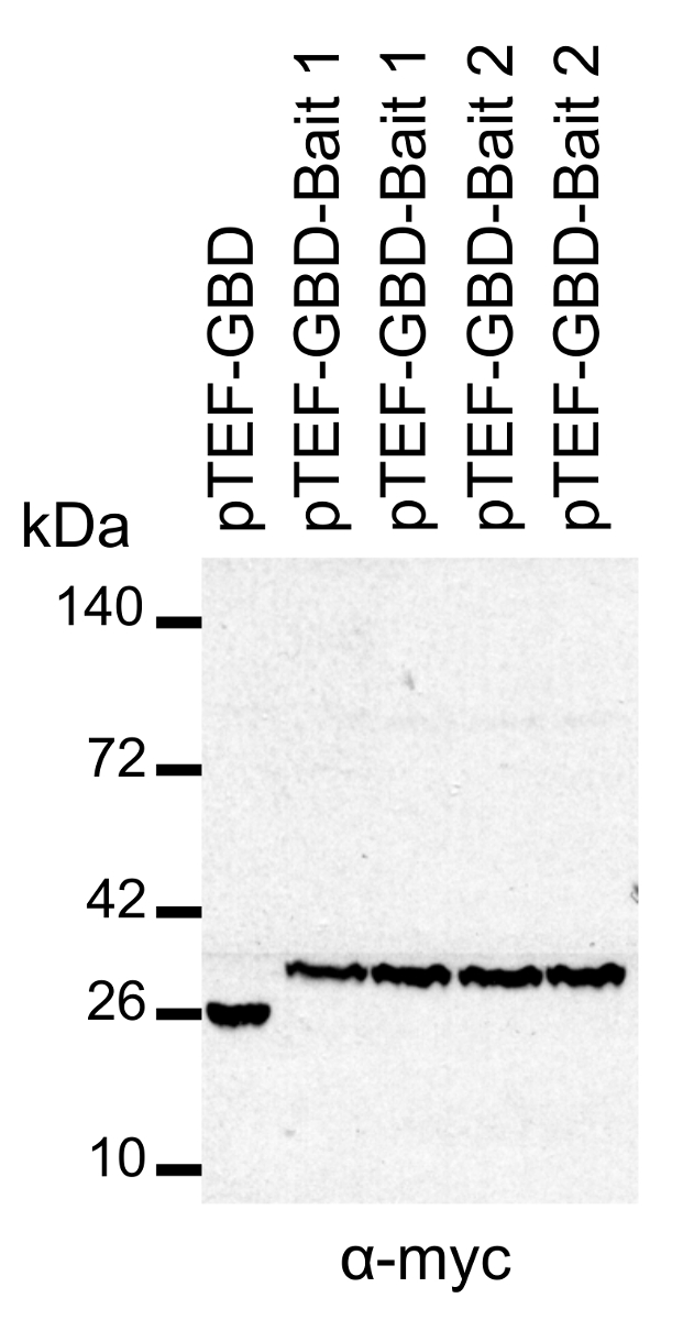 Western blot 分析，蛋白条带，α-myc 检测，pTEF-GBD 变体，kDa 分子标记物。