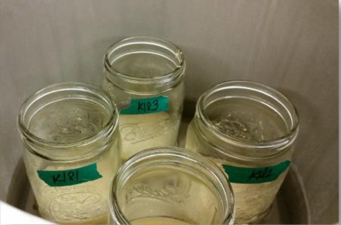 figure-protocol-1 Fermentation experiment in jars for microbial growth analysis; labeled samples in a controlled setup.