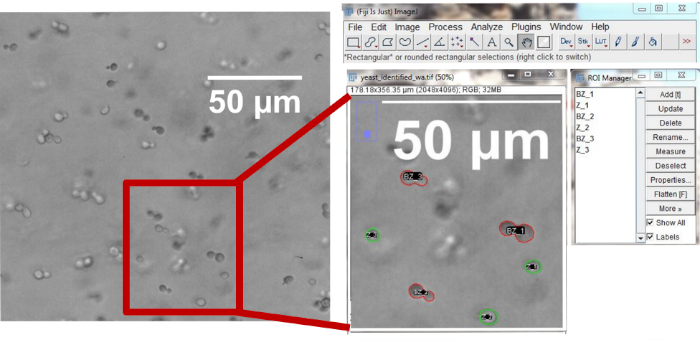 Microscopy image analysis showing yeast cells, ROI identification, cellular structure study, 50 µm scale.