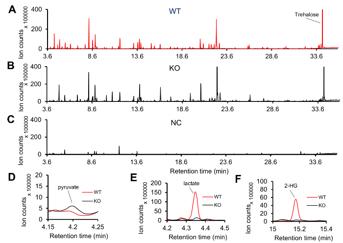 Chromatography results; ion counts vs retention time graph; WT, KO, NC samples; data comparison.