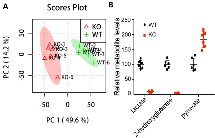 Scores plot and metabolite levels comparison; PCA chart and bar graph; KO vs. WT analysis.