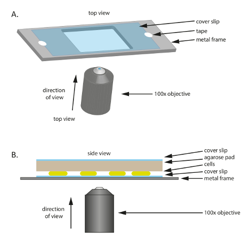 figure-results-1 Microscopy setup diagram with cover slip, 100x objective; cell imaging on agarose pad.