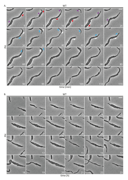 figure-results-2 Time-lapse microscopy of cell division; sequence chart; biological process analysis over time.