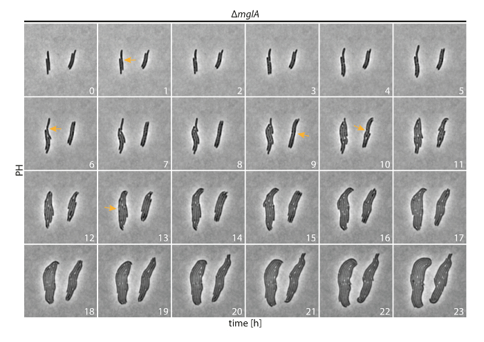 figure-results-3 Time-lapse cell division diagram, ΔmglA mutant, progression over 23 hours, bacterial morphology.