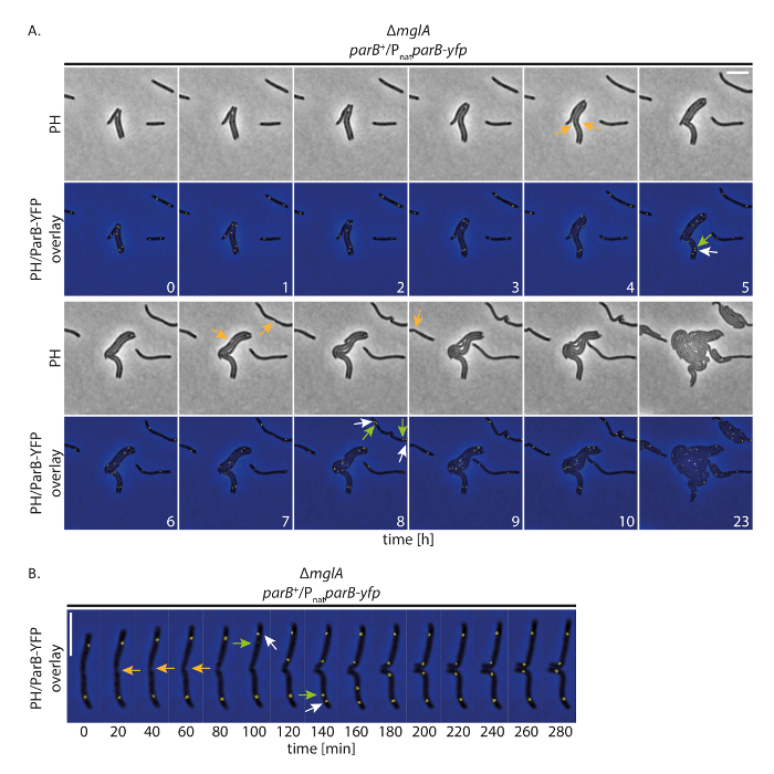 figure-results-4 Bacterial cell division time-lapse; phase contrast and fluorescent YFP overlay, ΔmglA mutant strain.