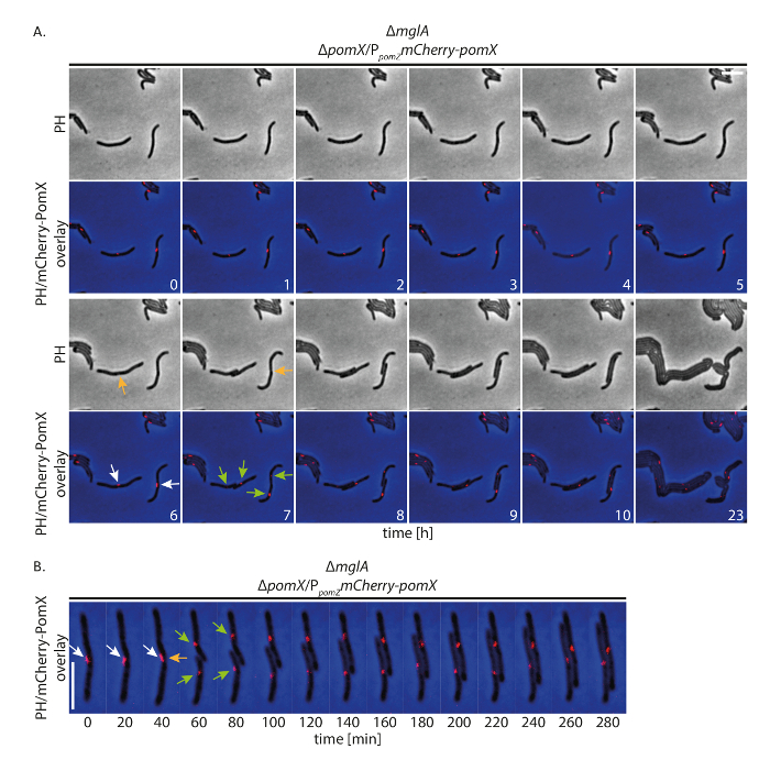 figure-results-6 Time-lapse microscopy showing bacterial motility in ΔmglA ΔpomX with mCherry-pomX overlay.