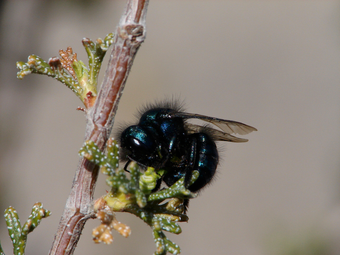 Bee pollinating a branch, ecological interaction study, insect-plant relationship research.