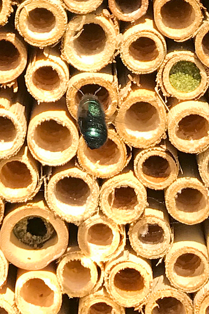 Bee nesting tubes with a metallic green beetle present, highlighting bee habitat in nature studies.