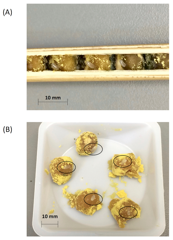 Larval extraction setup for insect development study; eggs in wood groove and larvae on foam pieces.