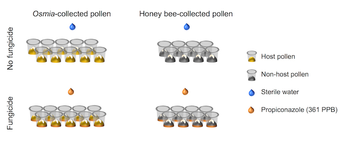 Pollen experiment comparing Osmia and honey bee in fungicide impact diagram.