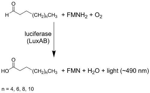 Diagramma delle reazioni biochimiche; sintesi della luce tramite luciferasi LuxAB; n=4,6,8,10; FMNH2+O2.