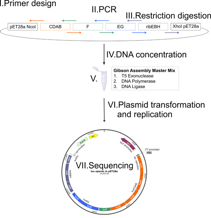 figure-results-1 Diagramma del flusso di lavoro di Gibson Assembly: progettazione del primer, concentrazione del DNA, trasformazione plasmidica, sequenziamento.