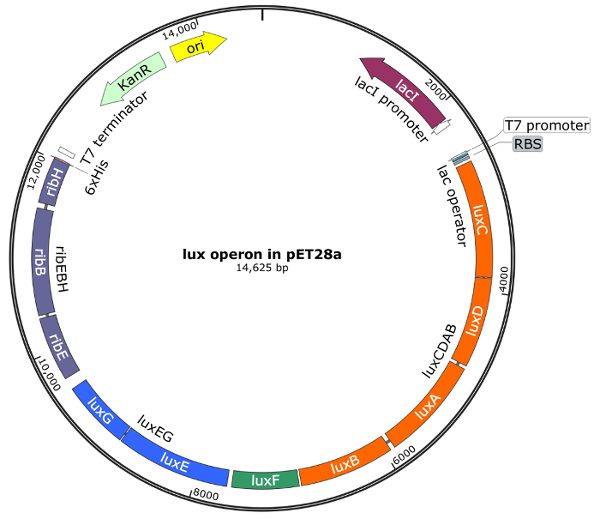 figure-results-2 mappa plasmidico dell'operone lux, vettore pET28a, espressione genica, promotore lac, diagramma circolare del DNA