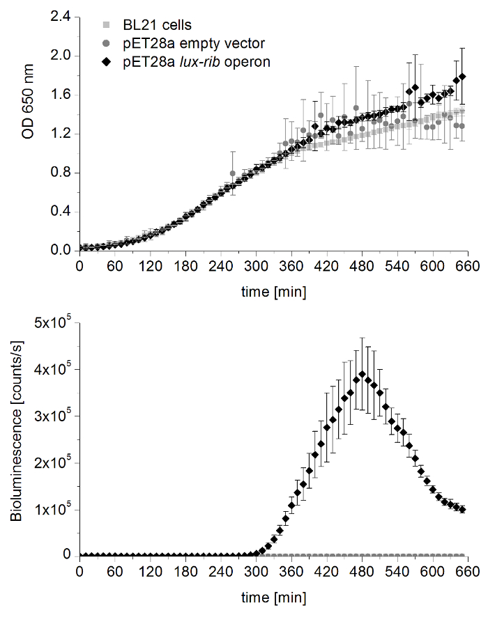 figure-results-3 Curva di crescita BL21 e grafico della bioluminescenza; OD e bioluminescenza nel tempo; espressione genetica.