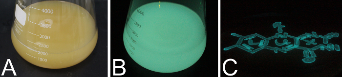 figure-results-7 Risultati di bagliore di fermentazione; Coltura bioluminescente in pallone, struttura chimica a emissione verde.